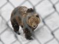 Braunbär