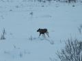Elch in freier Wildbahn